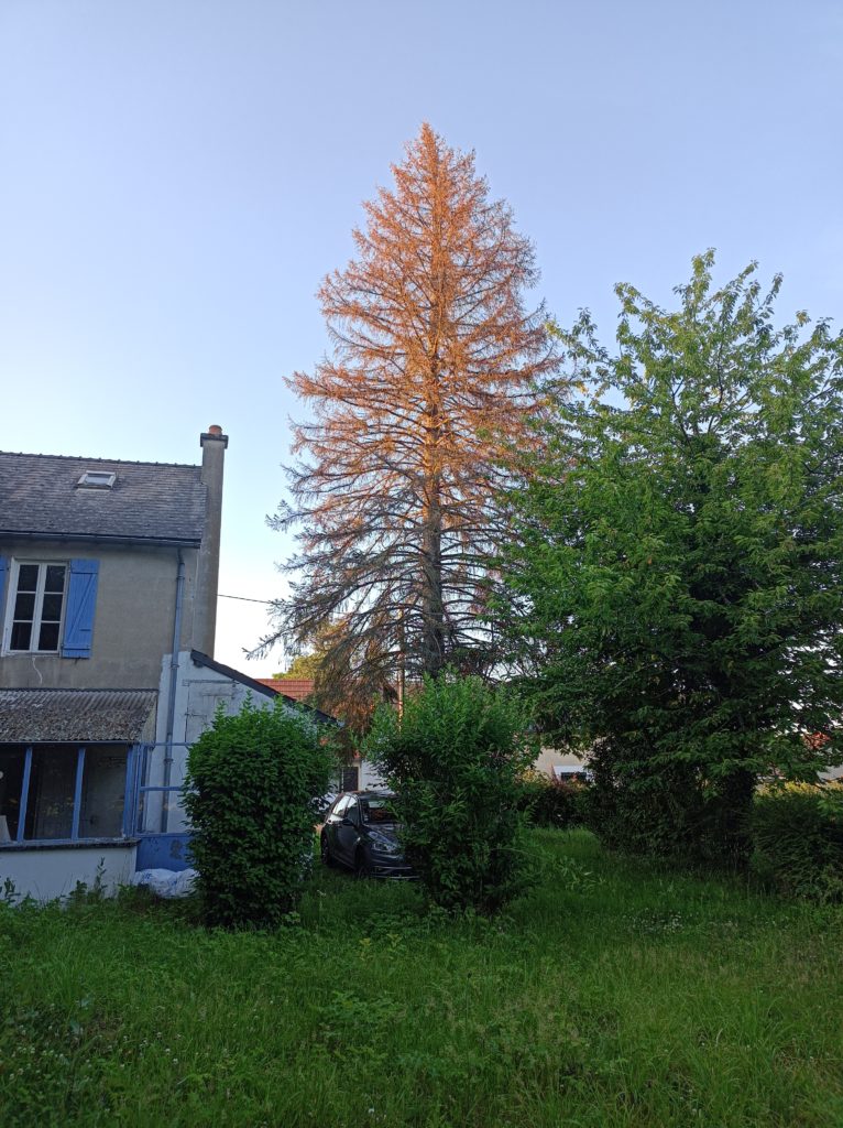 Abattage sapin, rénovation de maison Luzy